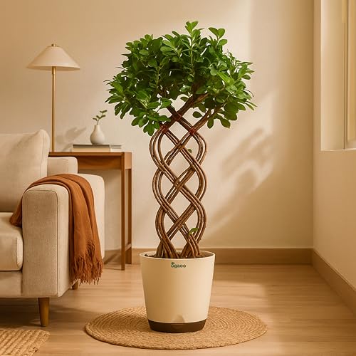 Image of UGAOO Ficus Netted Microcarpa - XL | Indoor Plant for Home | Live Plant with Pot | Indoor Plants with Pots for Home | Live Plants for Living Room