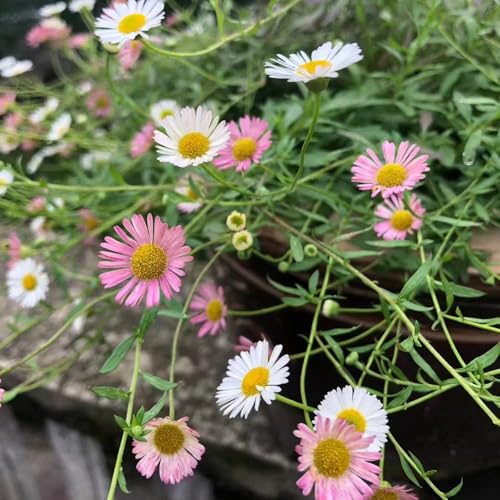 400 piezas Semillas resistentes de margarita española - semillas de silvestres balcón resistentes perennes, cobertura del