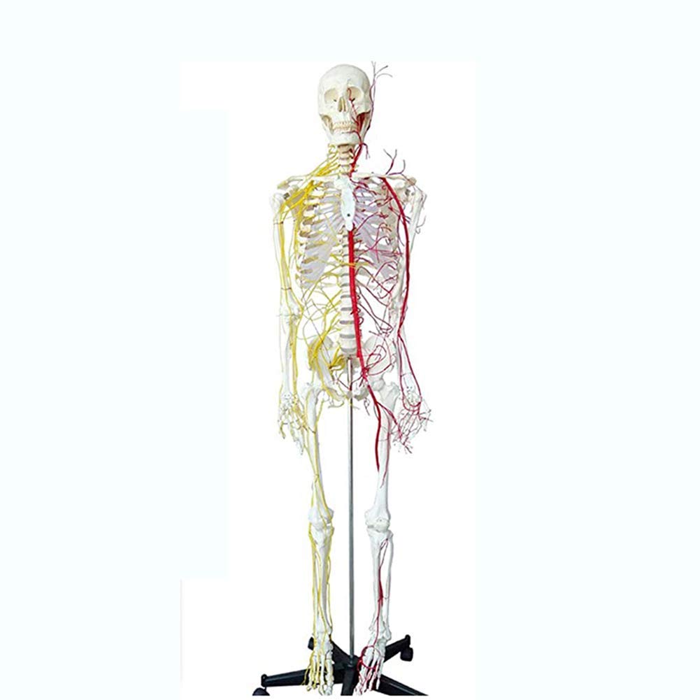 Medical Models,Educational Materials Human Skeletal Model With Full Body Neurovascular, Life Size Skeletal System 170Cm Medical,Send Bracket And Dust Cover