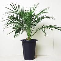 Amazon｜ITANSE ココヤシ 7号 1個売り 観葉植物 cocos nucifera
