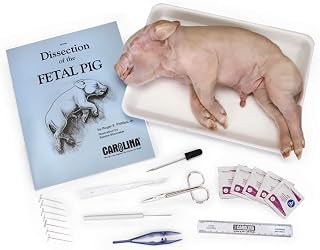 Carolina Biological Supply Pig Anatomy Kit - Single Station Kit For 1-2 Student School Dissection | Student Dissecting Set, Disposable Foam Tray, Hand Wipes, And Plastic Storage | Includes Dissection