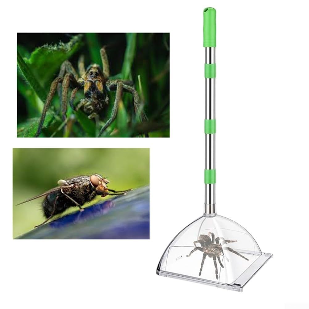Cattura insetti con manico lungo regolabile per catturare insetti senza contatto con scatola trasparente per la rimozione sicura di ragni, lucertole e piccoli parassiti