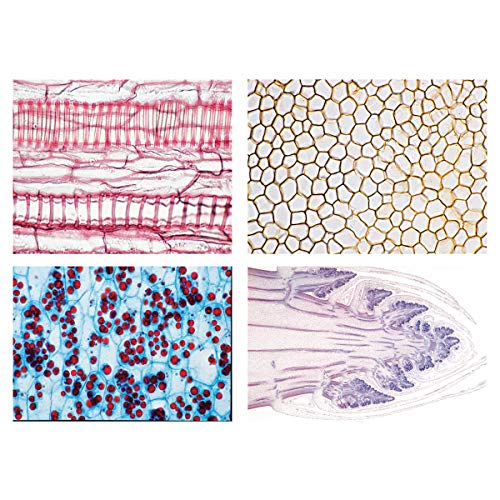 Image of 3B Scientific GmbH W13017F Angiospermae II. Cells and