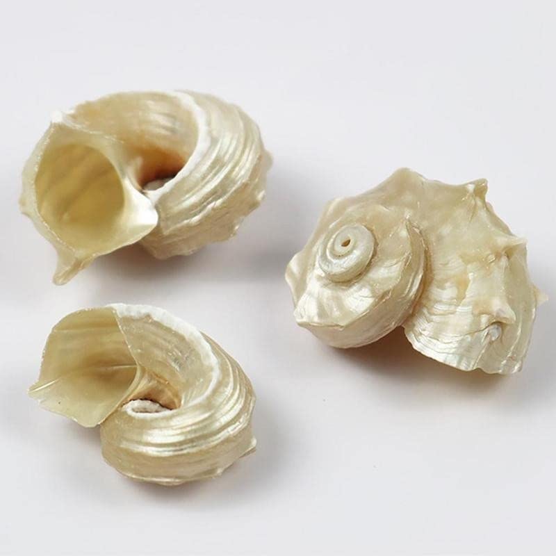 Coquille de conque naturelle sculptée par l'océan pour cabinet de curiosités
