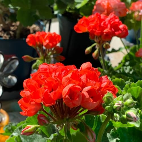 geranio - semi selvatici semi di perenne primavera giardino interno giardino del balcone perenne reali 60pz