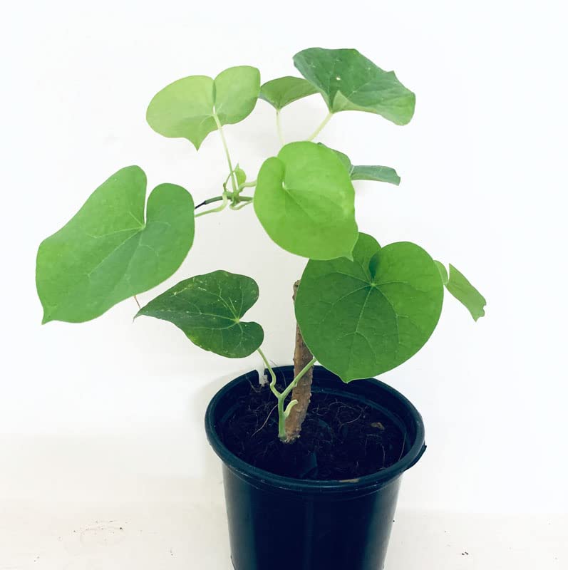 Bhajanlal Greenery live giloy plant, gulvel plant with black plastic pot (B0CM628L2P) Amazon Price History, Amazon Price Tracker