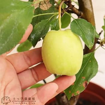 Amazon｜【 実付き 】 姫りんご『長寿紅』18cm鉢植え｜観葉植物