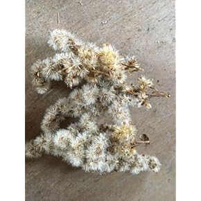 Amazon.co.jp: 果物 - 種: DIY・工具・ガーデン