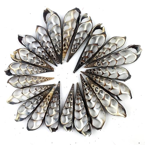 Heyiwell 20PC Center Cut Black Terebra Seashells for Shellcraft Home Decor Apprx 2