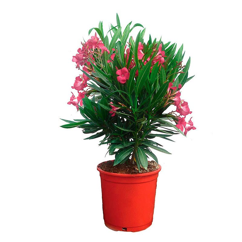 Árbol del Oleandro Natural con Flores de Color Rosa