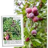 Beach Plum Fruit Tree/Shrub Seeds, 5 Seeds Per Packet, (Isla's Garden Seeds), Non GMO & Heirloom Seeds, Botanical Name: Prunus maritima, Family: Rosaceae