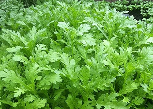 Miniatura 4 de Más de 300 semillas de semillas de margarita, Aantimonio, Mirabeles, Moya, Crisantemo de guirnalda, Rau Tan O