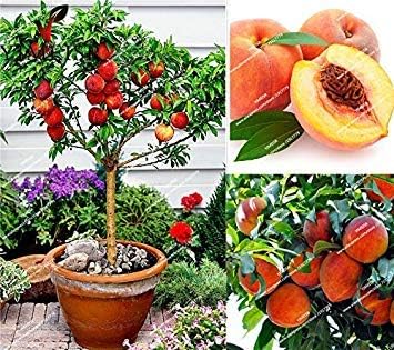 Amazon Co Jp 種子パッケージ 自宅の庭の植物の種子のための3枚 袋甘い桃の種サクラペルシカ盆栽食用の果物桃の木の種 Diy 工具 ガーデン