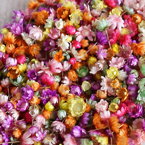 Mini flores secas coloridas para manualidades 280 pcs miniatura 2
