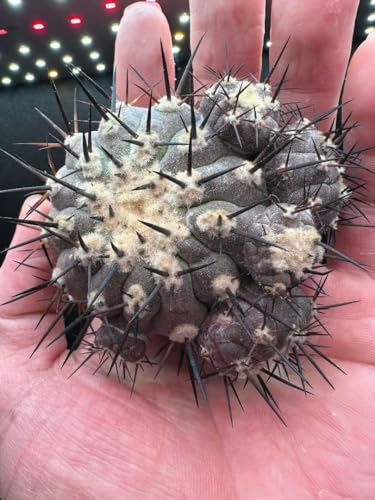 黒王丸」の人気商品一覧 | 安い商品を通販サイトから探す - 価格.com