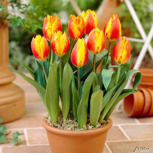 Garten Schlüter Tulpenzwiebeln Flair 10 Stück - Rot-gelb Getreift, Mehrjährig