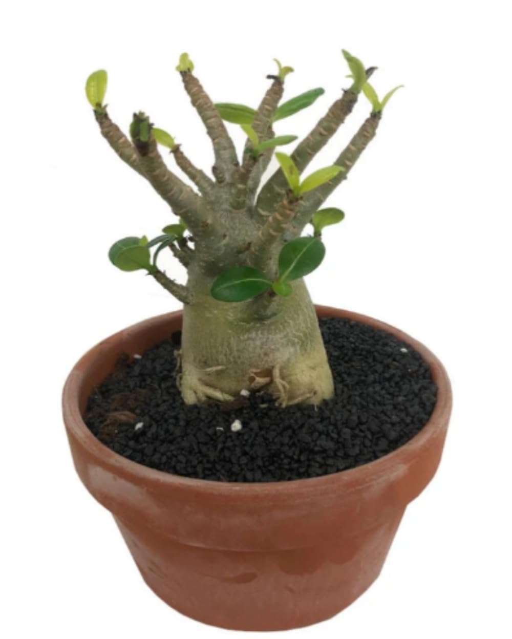 Planta natural Baobab Adenium, 20-25 cm. Planta del desierto, rosa del desierto. Suculenta de flores vibrantes y tronco engrosado, ideal para climas cálidos. Segura Garden.