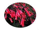 Firecracker Fern - Russelia equistiformis - Live Tropical Plant Cascading Habit Red Tube Flower - Emerald Goddess Gardens - Starter Sz 4 Inch Pot