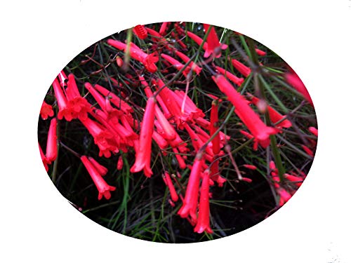 Firecracker Fern - Russelia equistiformis - Live Tropical Plant Cascading Habit Red Tube Flower - Emerald Goddess Gardens - Starter Sz 4 Inch Pot
