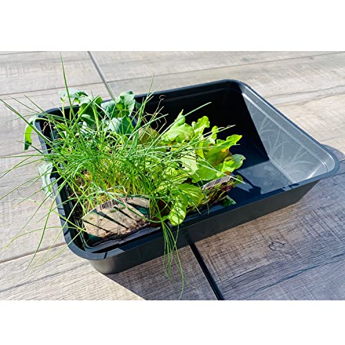 KRONLY Stabile Schale ohne Bodenlöcher 38 x 28 x 8cm - Pflanzschale Pikierschale für Pflanzen Wanne Garten Anzucht