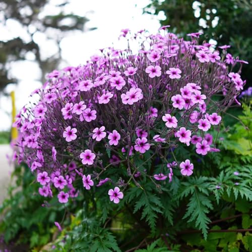 semi resistenti di geranio - decorative al giardino di da soggiorno all'esterno 20pcs