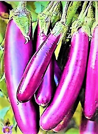 NATURE WORLD PREMIUM DESI ORGANIC LONG BROWN BAIGAN VANKAYA BRINJAL SEEDS (100 SEEDS) (B0BTWYF4P4) Amazon Price History, Amazon Price Tracker