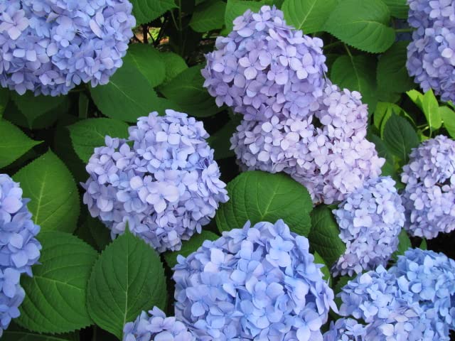 HYDRANGEA MACROPHYLLA FLOWER 15 Seeds Pack (B0BQB9HXPB) Amazon Price History, Amazon Price Tracker