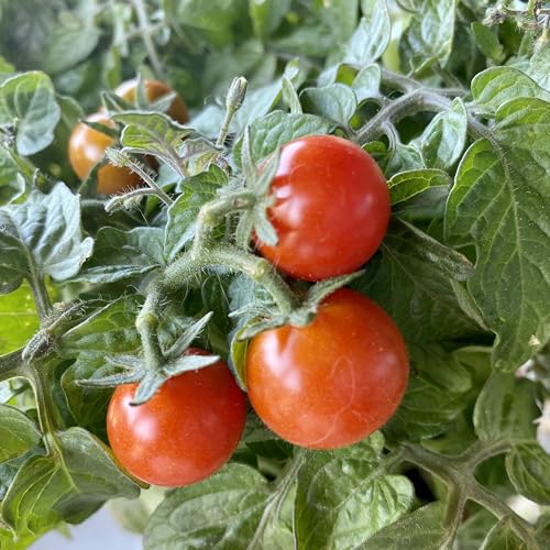 Seed Needs Tiny Tim Tomato Seeds for Planting Dwarf Cherry Tomatoes - Non-GMO Heirloom & Untreated Veggie Seed to Plant a Home Grown Outdoor Vegetable Garden (1 Pack)