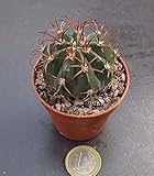 melocactus matanzanus coltivazione La restituzione della merce non è disponibile