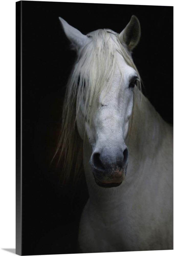 CANVAS ON DEMAND White Horse in Shadow Canvas Wall Art