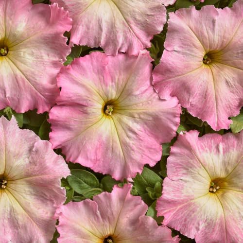 Petunia Alenka F1 Unique Peach Pink Blooms Summer Bedding Plant Compact Bushy Growth for Borders Containers and Patio Pots Long Flowering Display Easy Grow 1x Seed Packet by Thompson and Morgan