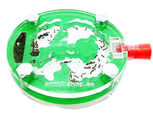 ANTHILLSHOP Hormiguero 6 x 6 Circular Espuma acrílico Verde (con Hormigas Gratis).