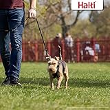 HALTI No Pull Anti-Zug Geschirr, Größe Klein - Verhindert, dass Ihr Hund an der Leine zieht, Gepolsterter Brust- und Beingurt, Reflektierendes Gurtmaterial, Einfache Anpassung und Benutzung