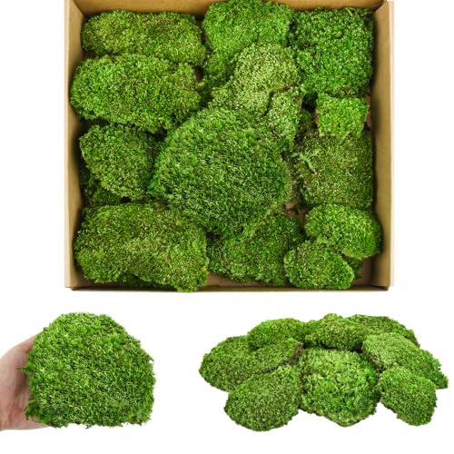 ceotis Moosbälle, konservierte Pflanzenstange, Mooskissenrahmen mit Moos – Bilderrahmen mit Kugelmoos und Polstermoos – Moosbilder für Ihr Haus – handgefertigte Mooswand als einzigartige Wanddeko