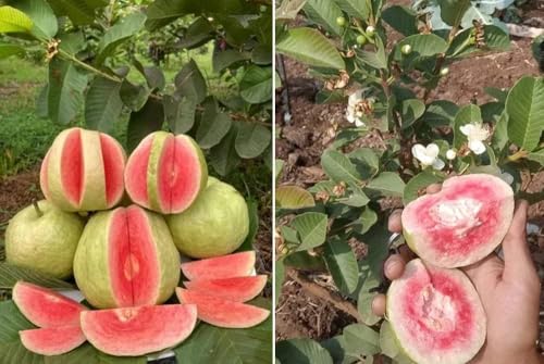 Image of Grafted Thai Pink Guava Plant, Pack Of 1 Helthy Plant, Plantsaplings Hight 1.5-2 Feet, packing Quality High Secure,CF SG49