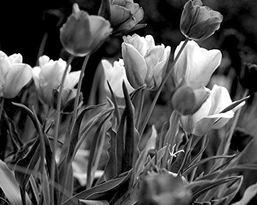 Black and White Photography Print, Tulip Picture, Flower Art Print, Floral Wall Decor Photo from 5x7 to 24x30 inches, Shabby Chic Cottage Bedroom Wall Art, Guest Room Decor