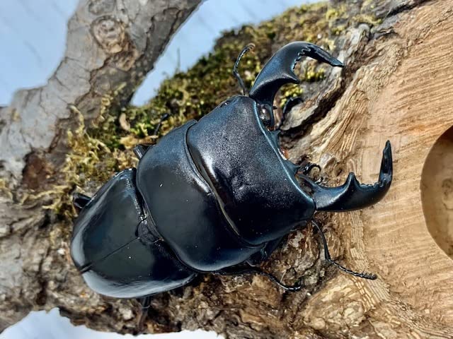 大型 サンバレスヒラタクワガタ♂️94mm♀️フリーサイズペア