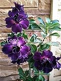 Pinkdose Sale! 1 Pcs Desert Rose Bonsai Potted Plant Flowers Adenium Obesum Indoor Bonsai Plant Mini Potted Tree for Home Garden Plant: 15
