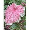 Caladium - Florida Sweetheart (2 Bulbs) - Easy to Grow Indoor Houseplant or Outdoor Perennial Plant Ready for Planting
