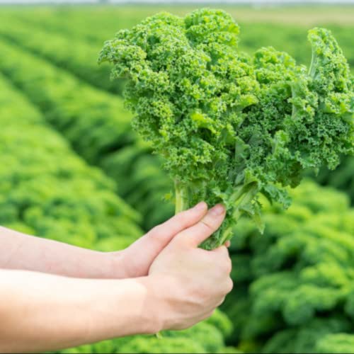 Green Kale Plug Plants Grow Your Own Vegetables from Our Premium Quality 'Ready to Plant Now' Young Vegetable Plants (3)