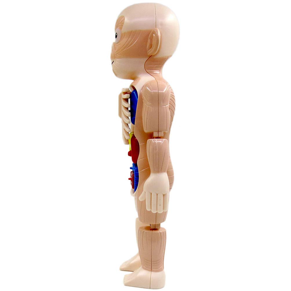 NUOBESTY Human Body Model Kids Anatomical Assembly Model Toy Educational Human People Body Organ Torso Skeleton Anatomy Figurine for Children,24X9.5X6CM