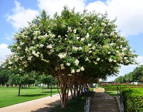 White Crape Myrtle Tree – Quart Containers, 6-12 inches Tall | Fast-Growing, White Flowering Live Plant for Outdoor Landscape, Garden & Patio (6 Pack)