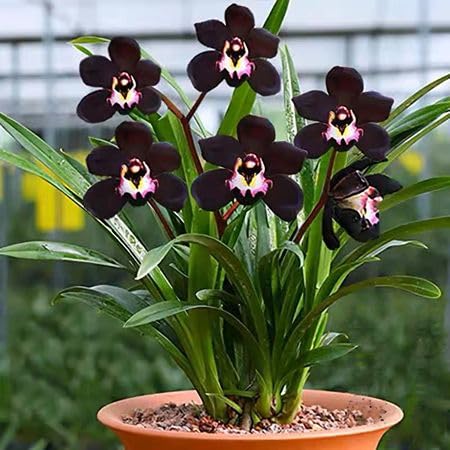 Semi freschi di orchidea nera, 100 pezzi