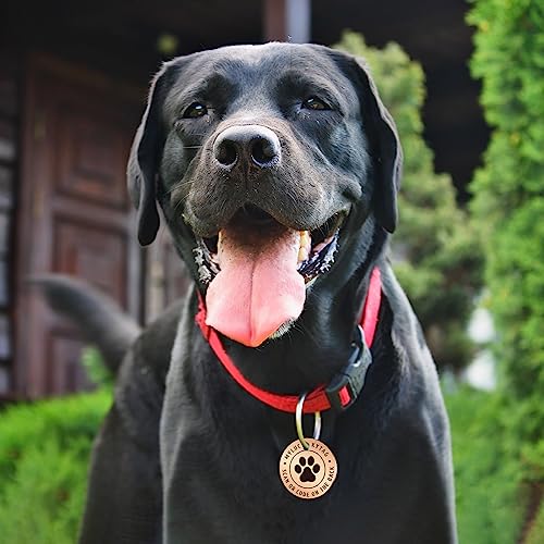 Myluckytag QR Code Stainless Steel Personalized Dog ID Tag - Engraved, Durable, Online Pet Profile, Location Alert Email