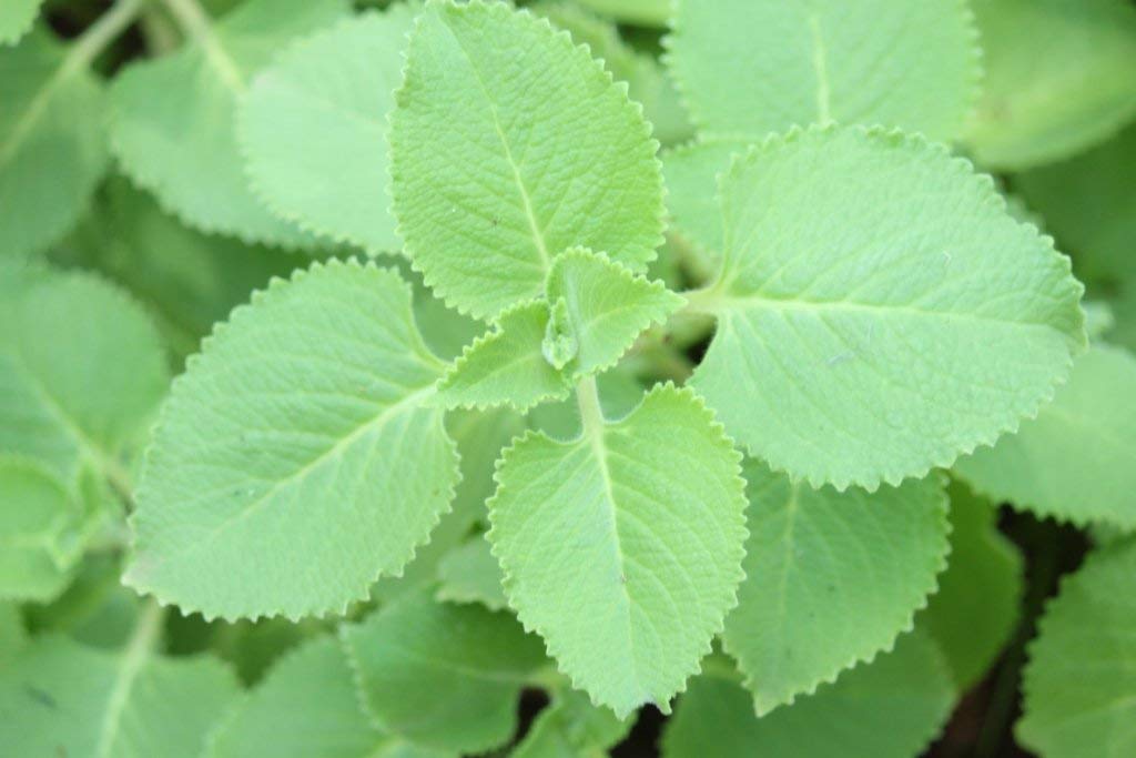 See full amazon price history chart for EaglesFord Patta Ajwain Herbal & Medicinal Live Plant EaglesFord Patta Ajwain Herbal & Medicinal Live Plant (B08V5MRD23) Amazon Price History, Amazon Price Tracker
