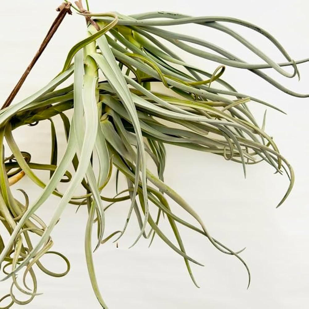 チランジア　ドラティ　エアープランツ 観葉植物：チランジア エアープランツ ドラティ 現品*ドゥラティ