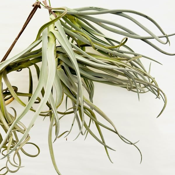 チランジア ドゥラティ ② チランジア ドゥラティー サクサティリス Tillandsia duratii