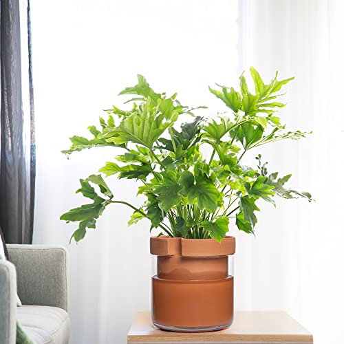 Phoenix Vine 10 Inch Self Watering Planter Pot, Terracotta Clay Pot With Glass Reservoir For Indoor Plants, Herbs, Flowers, 52-A-I #TOP4