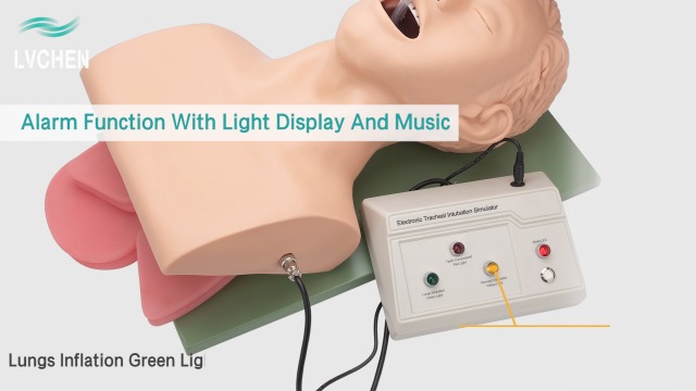 Image of Intubation Manikin Teaching Model, 110V Adult Airway Management Trainer Tracheal Intubation Training Simulator Model, Science Lab Education Training