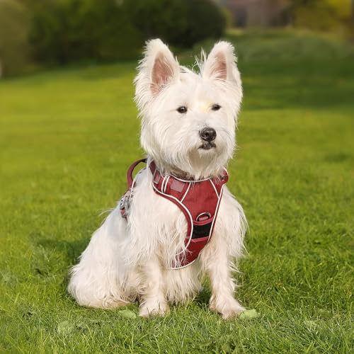 Demigreat Mittleres Hundegeschirr, Anti-Zug-Hundegeschirr mit Weich Gepolstertem Griff für das Training Beim Spazierengehen, Verstellbar, Reflektierend, für Kleine, Mittlere und große Hunde